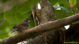 Willcocks's Honeyguide