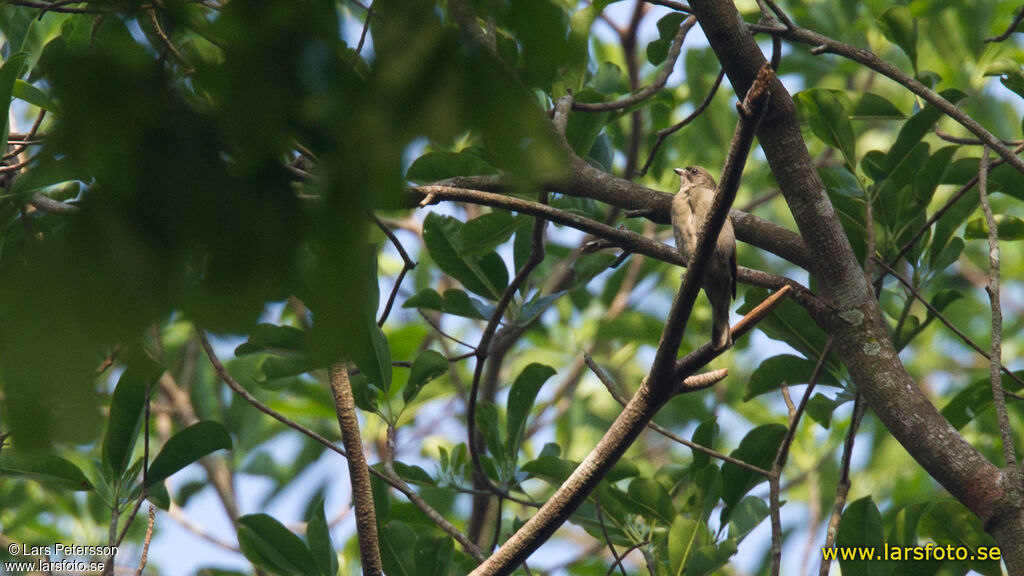 Least Honeyguide