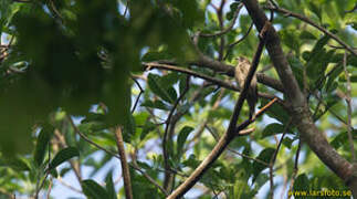 Least Honeyguide