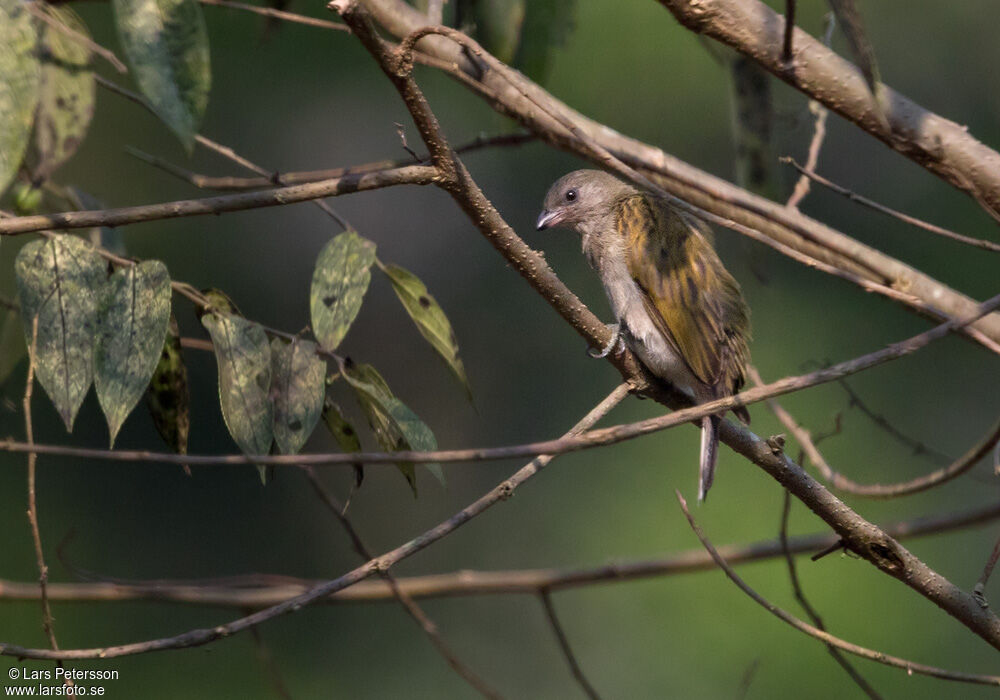 Pallid Honeyguide