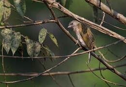 Pallid Honeyguide