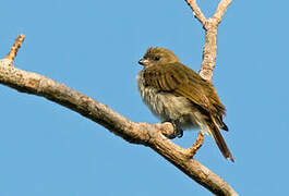 Pallid Honeyguide