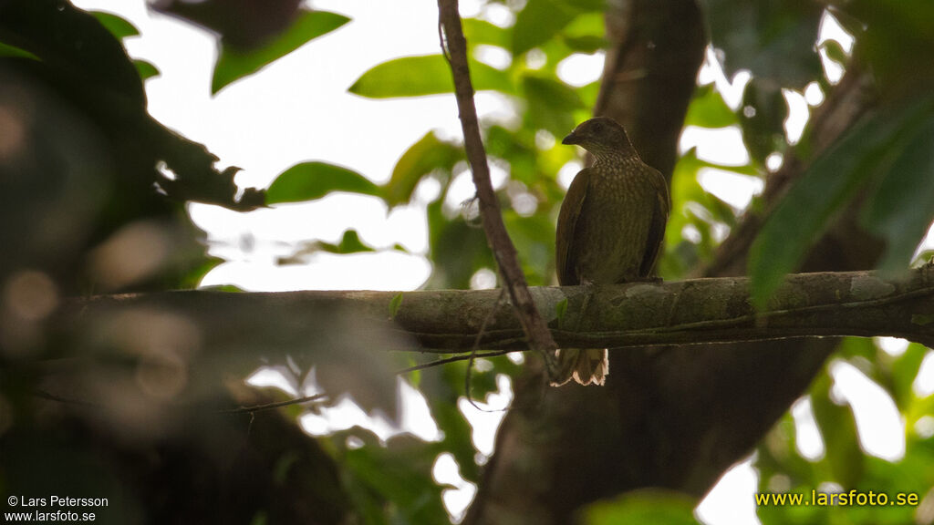 Spotted Honeyguide