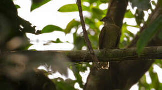 Spotted Honeyguide