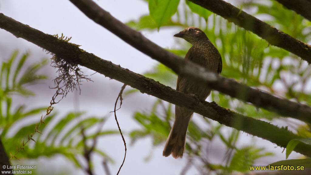 Spotted Honeyguide