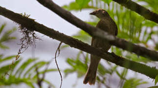 Spotted Honeyguide