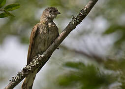 Scaly-throated Honeyguide