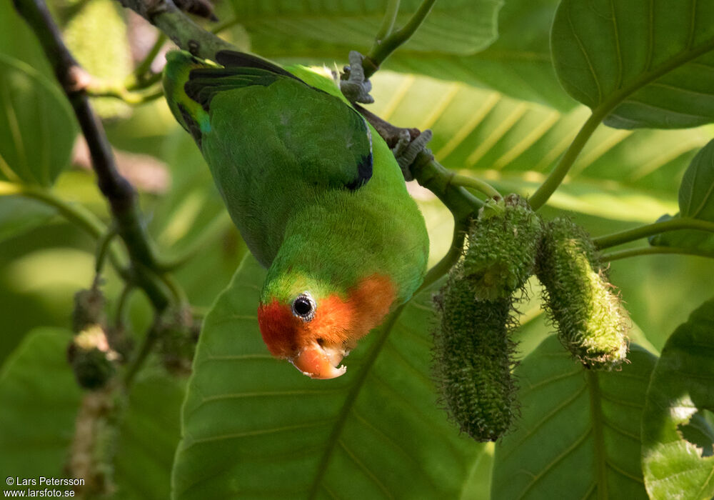 Red-headed Lovebird