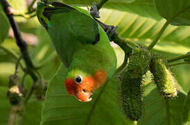 Red-headed Lovebird