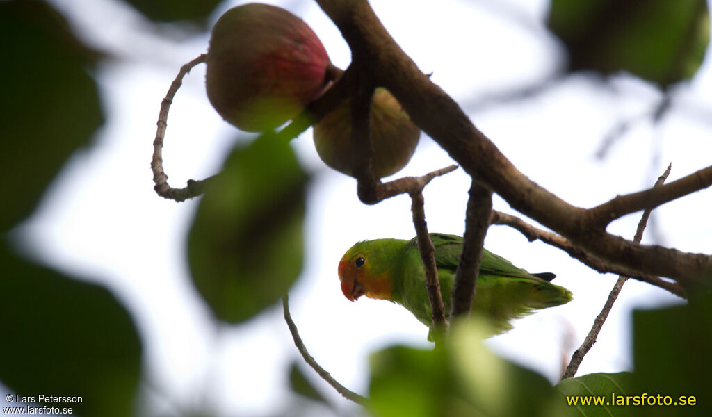 Red-headed Lovebird