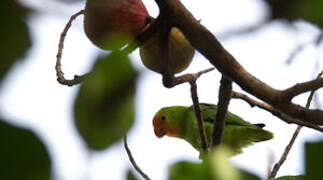 Red-headed Lovebird