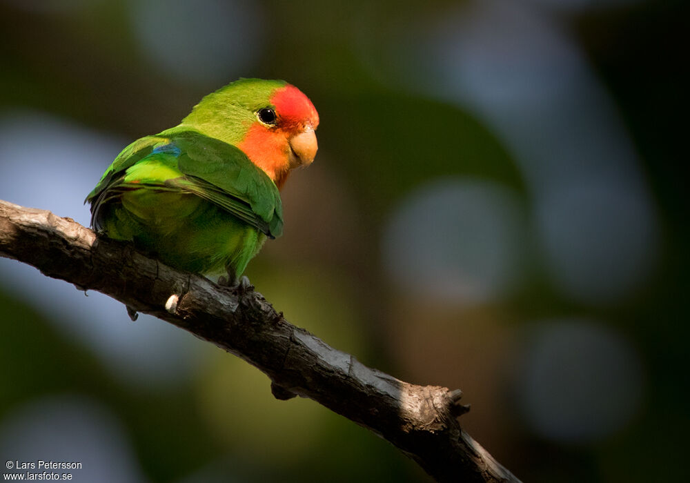 Red-headed Lovebird