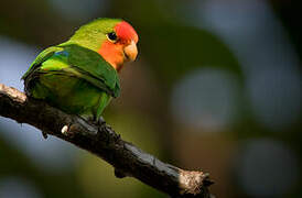 Red-headed Lovebird