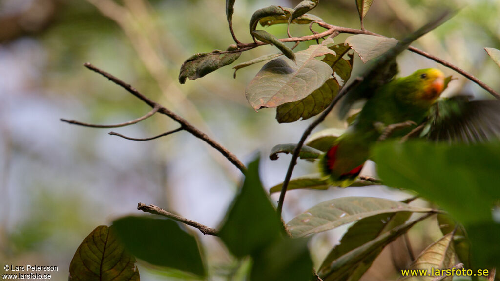 Red-headed Lovebird