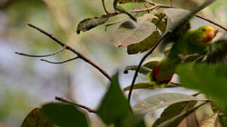 Red-headed Lovebird