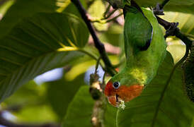 Red-headed Lovebird