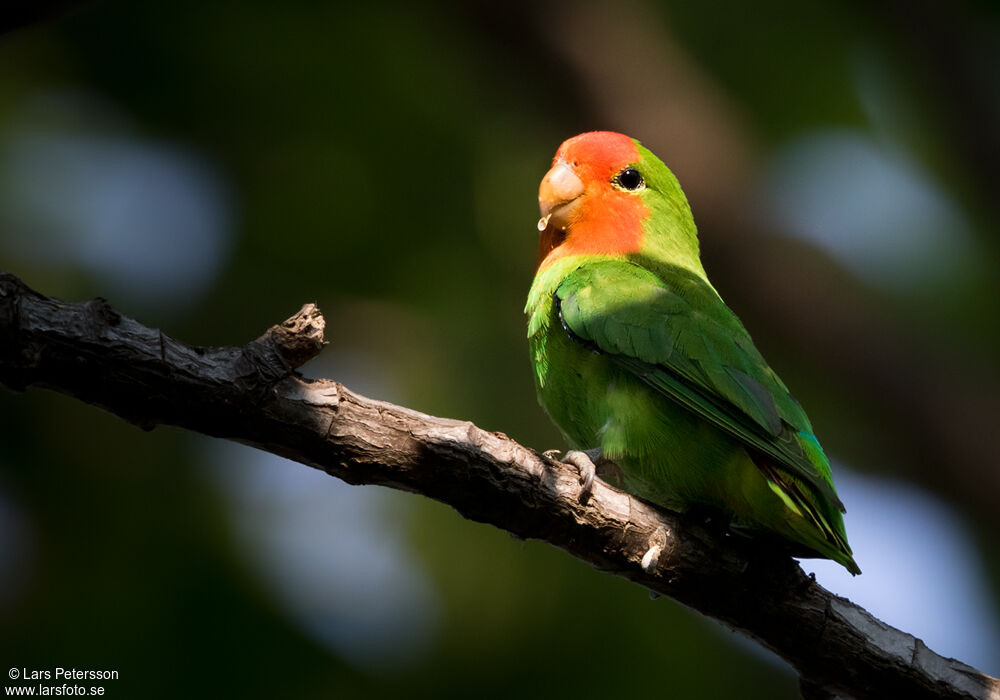 Red-headed Lovebird