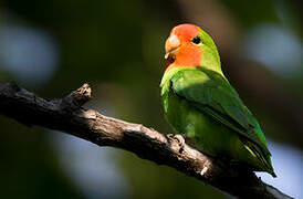 Red-headed Lovebird