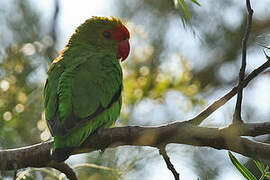 Black-winged Lovebird