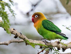 Fischer's Lovebird