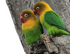 Fischer's Lovebird