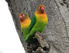 Fischer's Lovebird