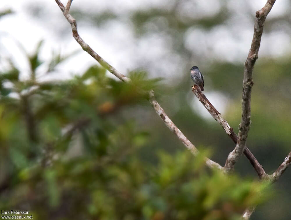 Iodopleure manakin adulte, identification