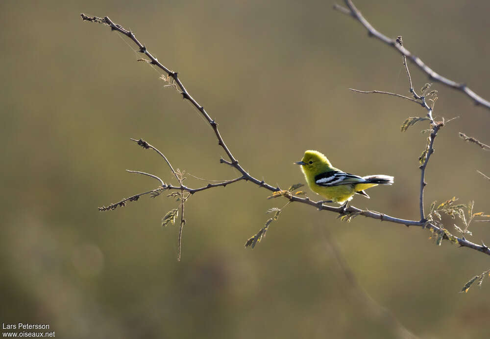 Marshall's Iora female adult, identification