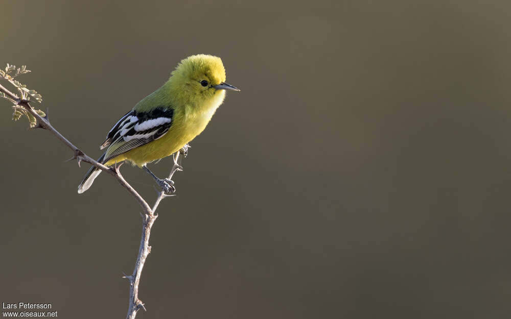 Marshall's Iora female adult, identification