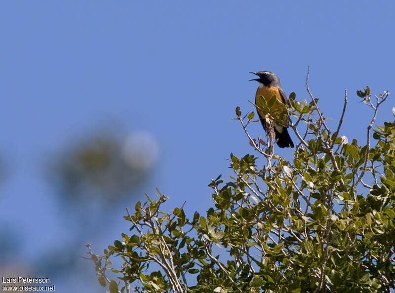 White-throated Robin male adult breeding, habitat, pigmentation, song