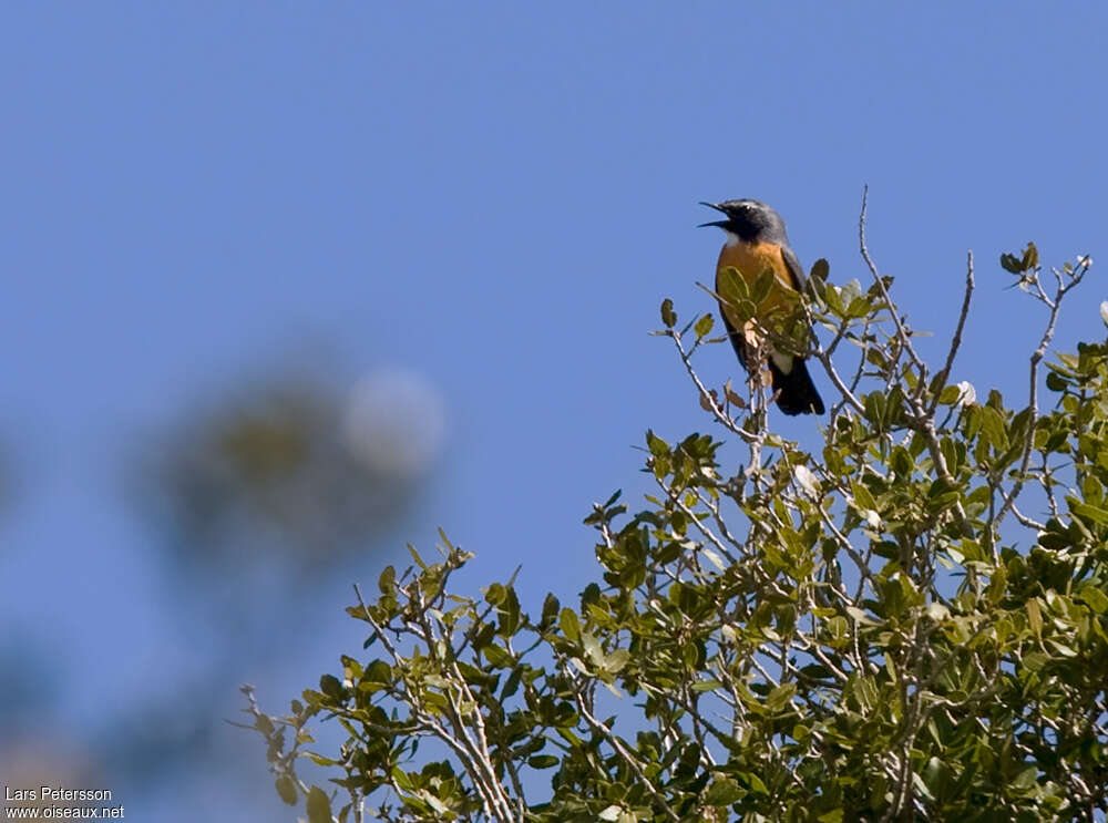 White-throated Robin male adult breeding, habitat, pigmentation, song