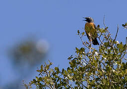 White-throated Robin