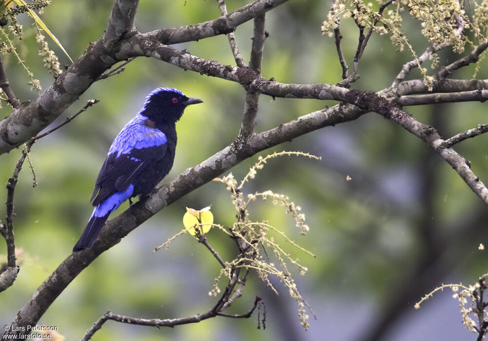 Asian Fairy-bluebird