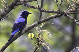 Asian Fairy-bluebird