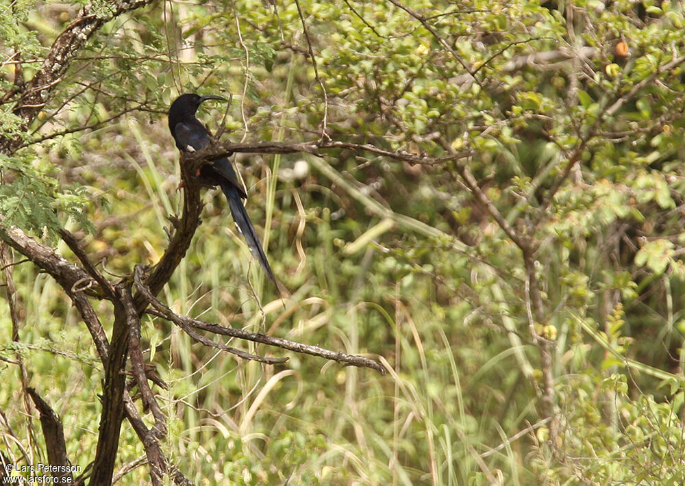 Black-billed Wood Hoopoe