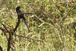 Black-billed Wood Hoopoe