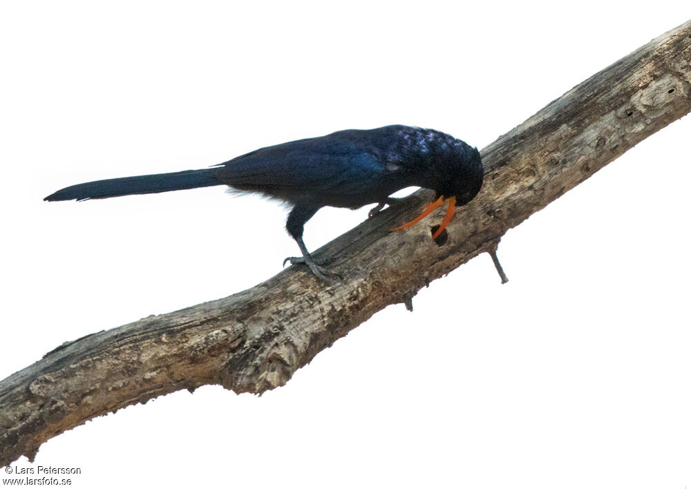 Abyssinian Scimitarbill