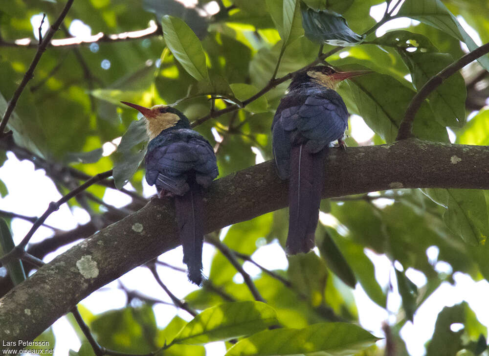 White-headed Wood Hoopoeadult, Behaviour