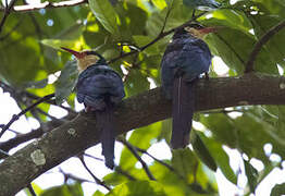 White-headed Wood Hoopoe