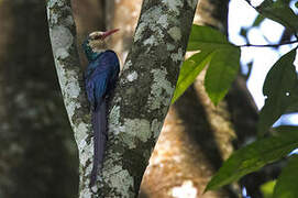 White-headed Wood Hoopoe