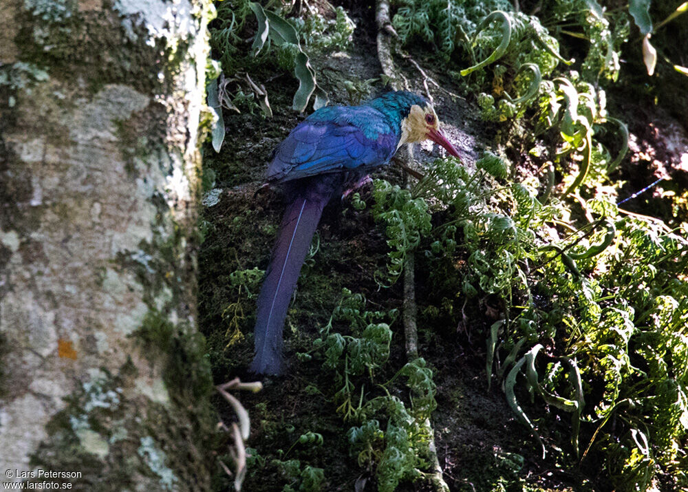 White-headed Wood Hoopoe