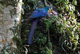 White-headed Wood Hoopoe