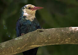 White-headed Wood Hoopoe