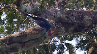 White-headed Wood Hoopoe