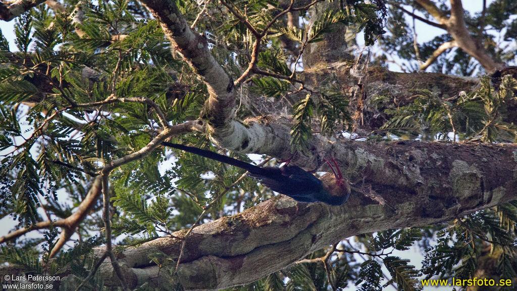 White-headed Wood Hoopoe