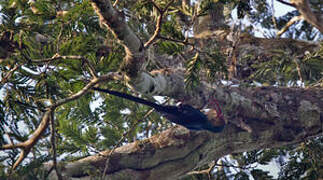 White-headed Wood Hoopoe