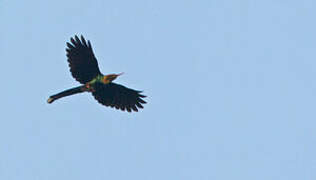 White-headed Wood Hoopoe