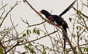 Violet Wood Hoopoe