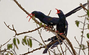 Violet Wood Hoopoe