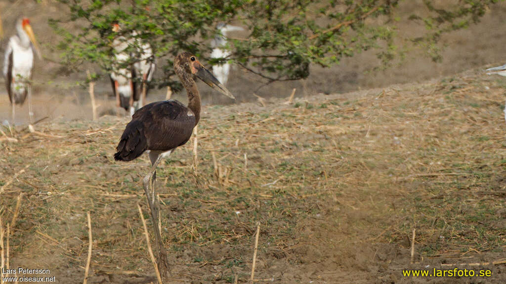 Saddle-billed Storkjuvenile, identification